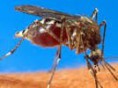 Brasil confirma três primeiras mortes por chikungunya em 2015